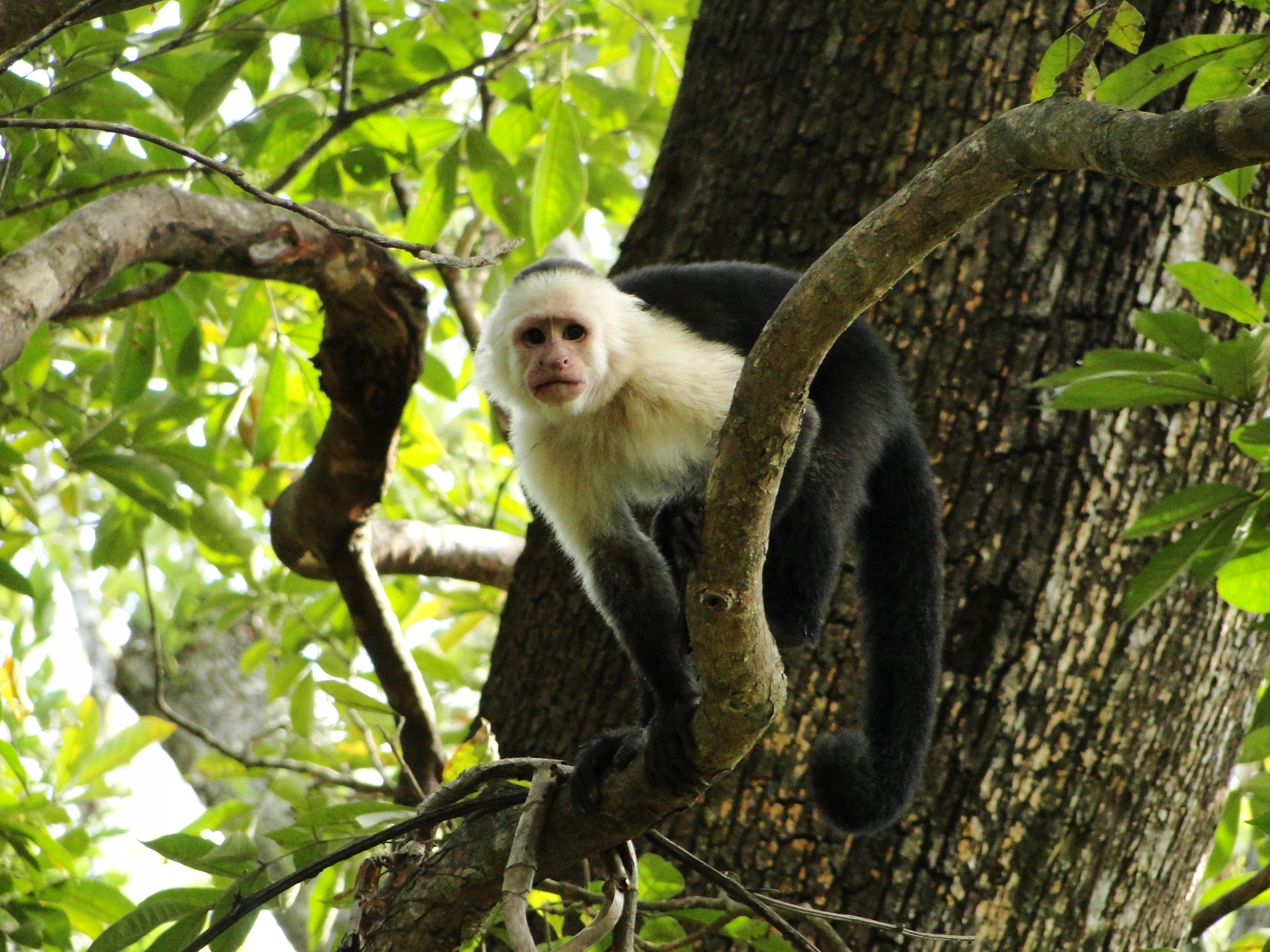 Toucans tours in guanacaste area, costa rica